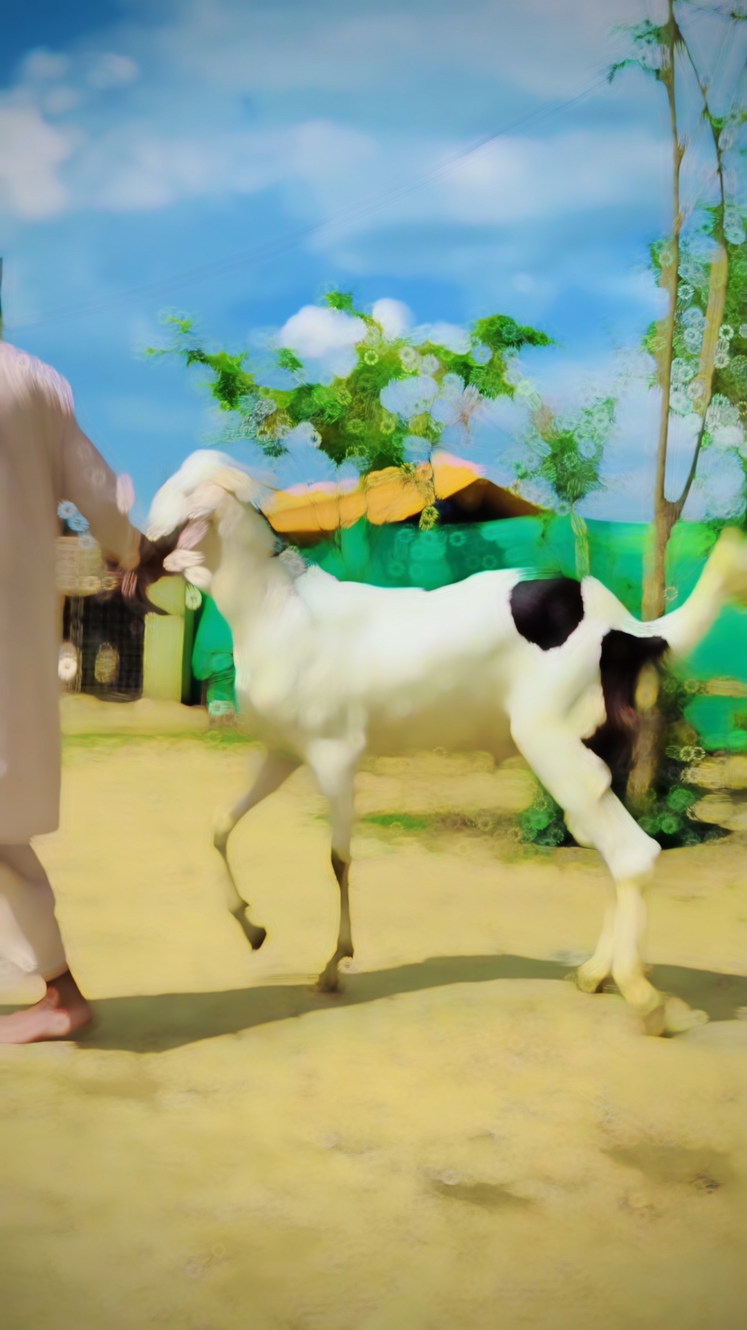 BAKRA EID JANWAR