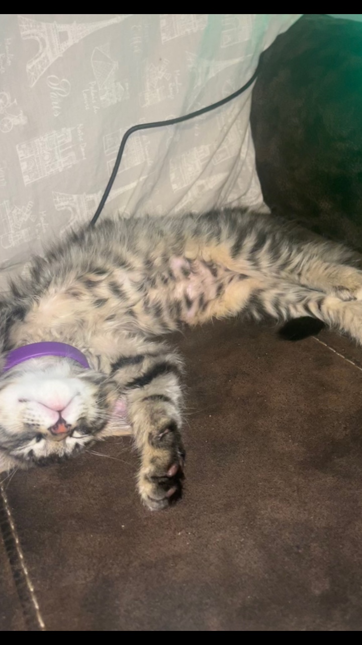 Lindo gatito 
