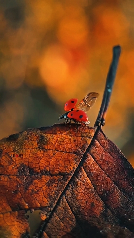 Cinematic Nature