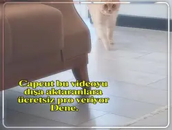 pro veriyoo