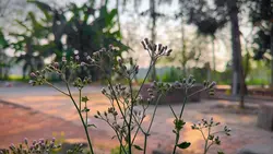 Little flower 🍃