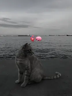 aku tidak akan pergi