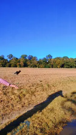 my dog