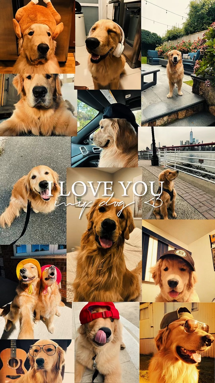 My Dog