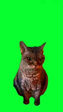 funny angry cat face