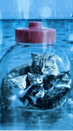 猫ファミリーの冒険