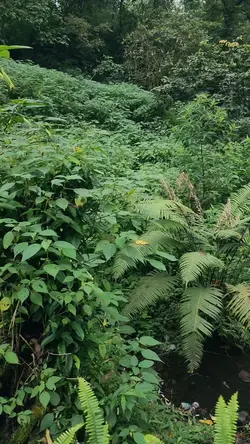 Sounds Of Nature
