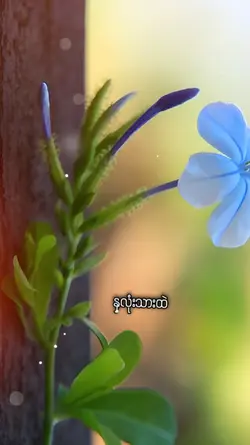 မလွန်ဆန်နိုင်