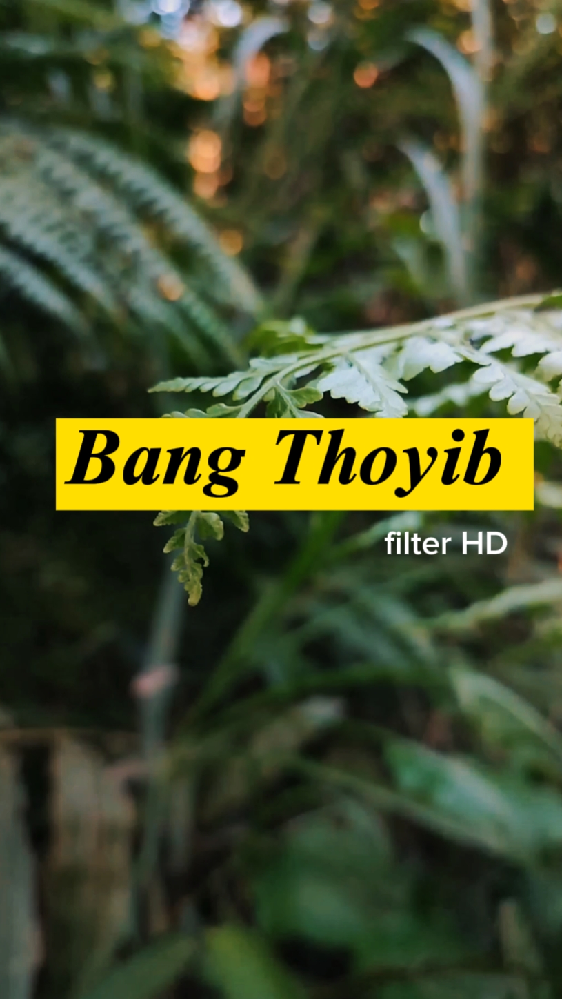 Bang Thoyib 