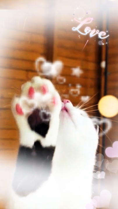 animalvideos cat