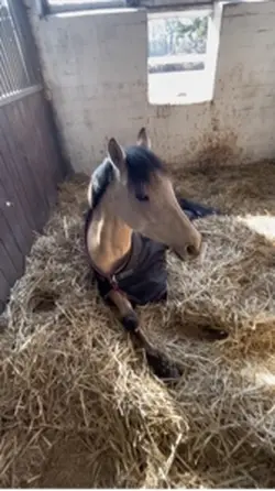 Stall Vlog 