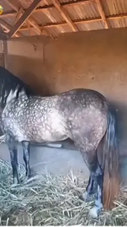 วีดีโอหลัง