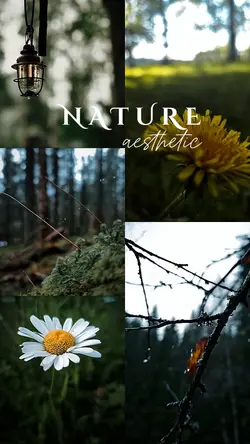 Nature Aesthetic