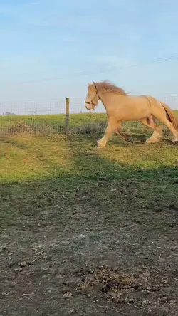 That trot tho! 😍