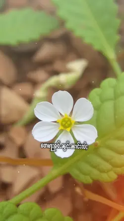 သႂ်ႇပုင်ႇ1