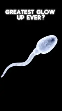 Sperm cell glow up