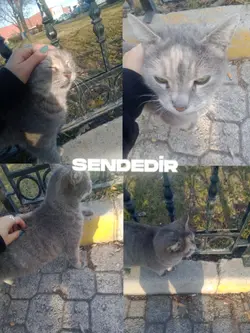 Sendedir yâr