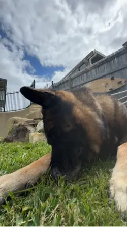 German Shepherd