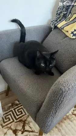 When your cat argues