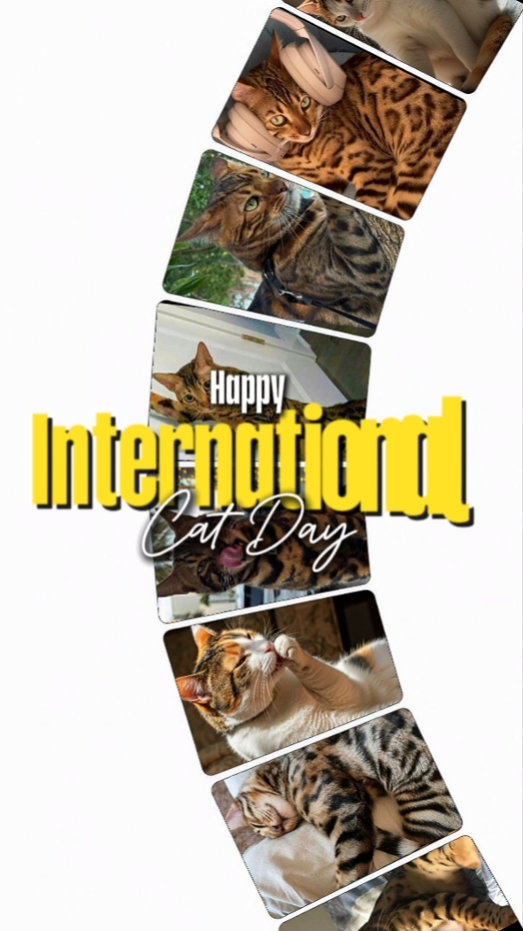 Cat Day