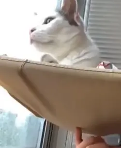 Cat moment