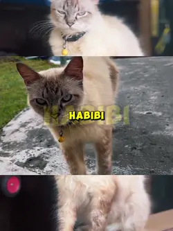 HABIBI