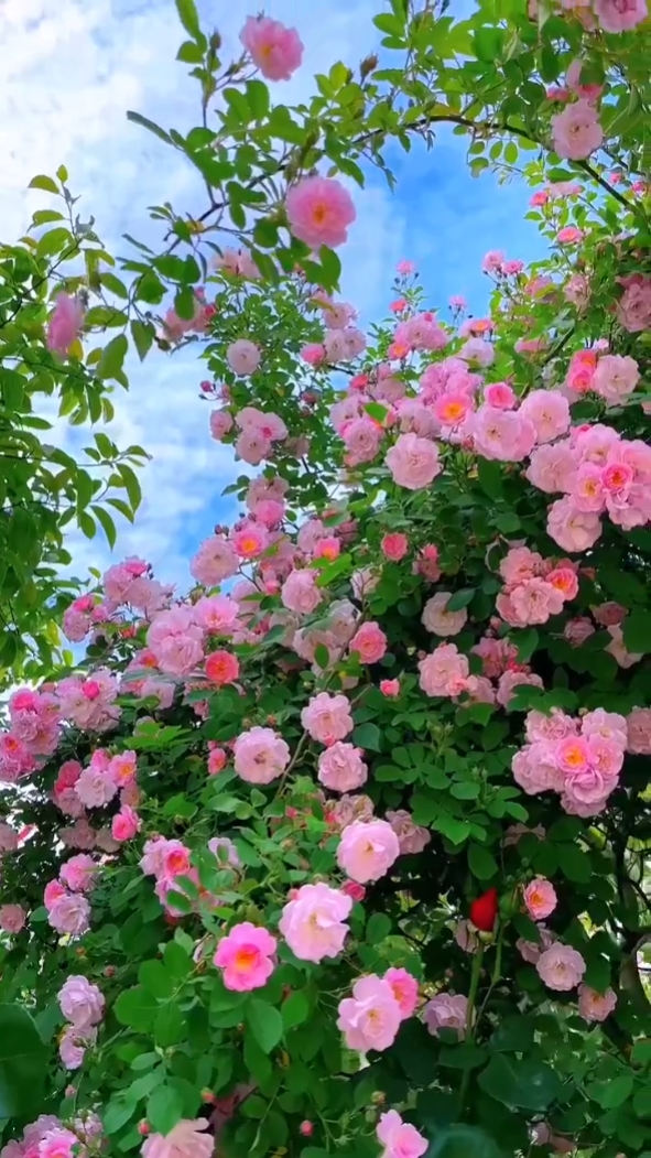 电影花卉