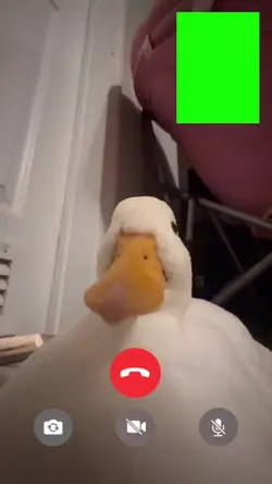 Facetime with duck 