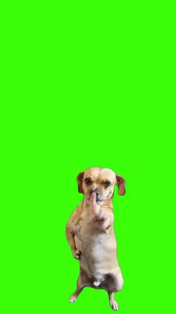 Cachorro/Dog.