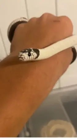 Snakes arent scary