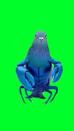 Pigeon lobster meme