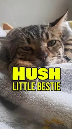 Hush little bestie 😻