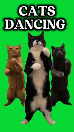 CATS
DANCING