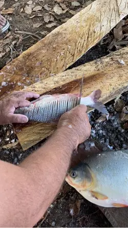 Comer um peixinho