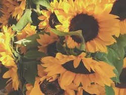 ╰► აꭎ⃜ⴄẜℓ𑄝⵿ꭐᧉ𐐲 !