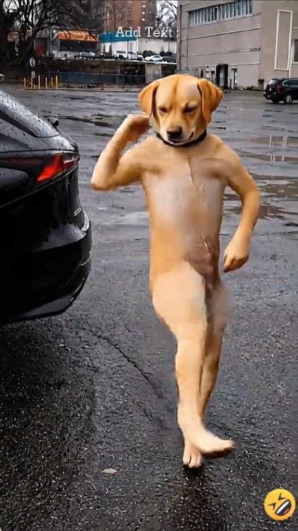 Perro travieso 