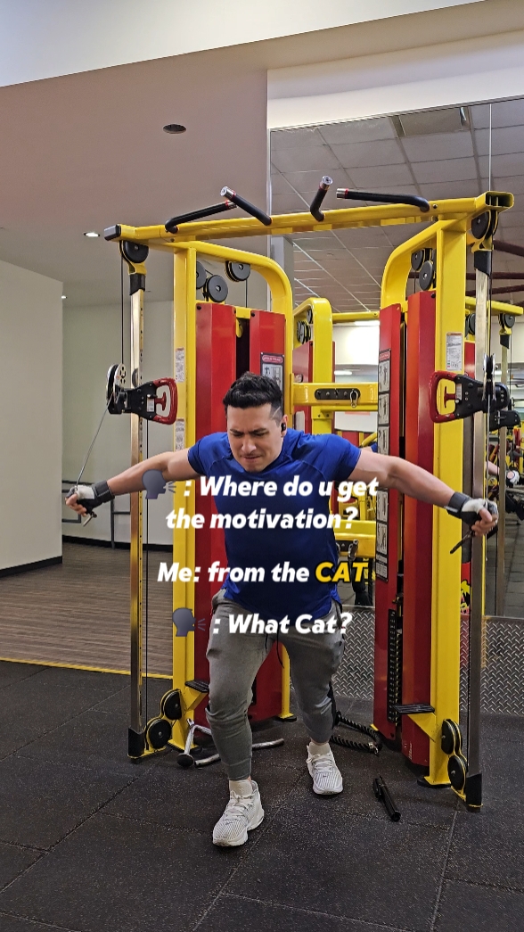 Motivação do gato 