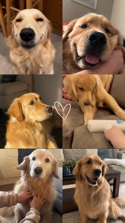My dog