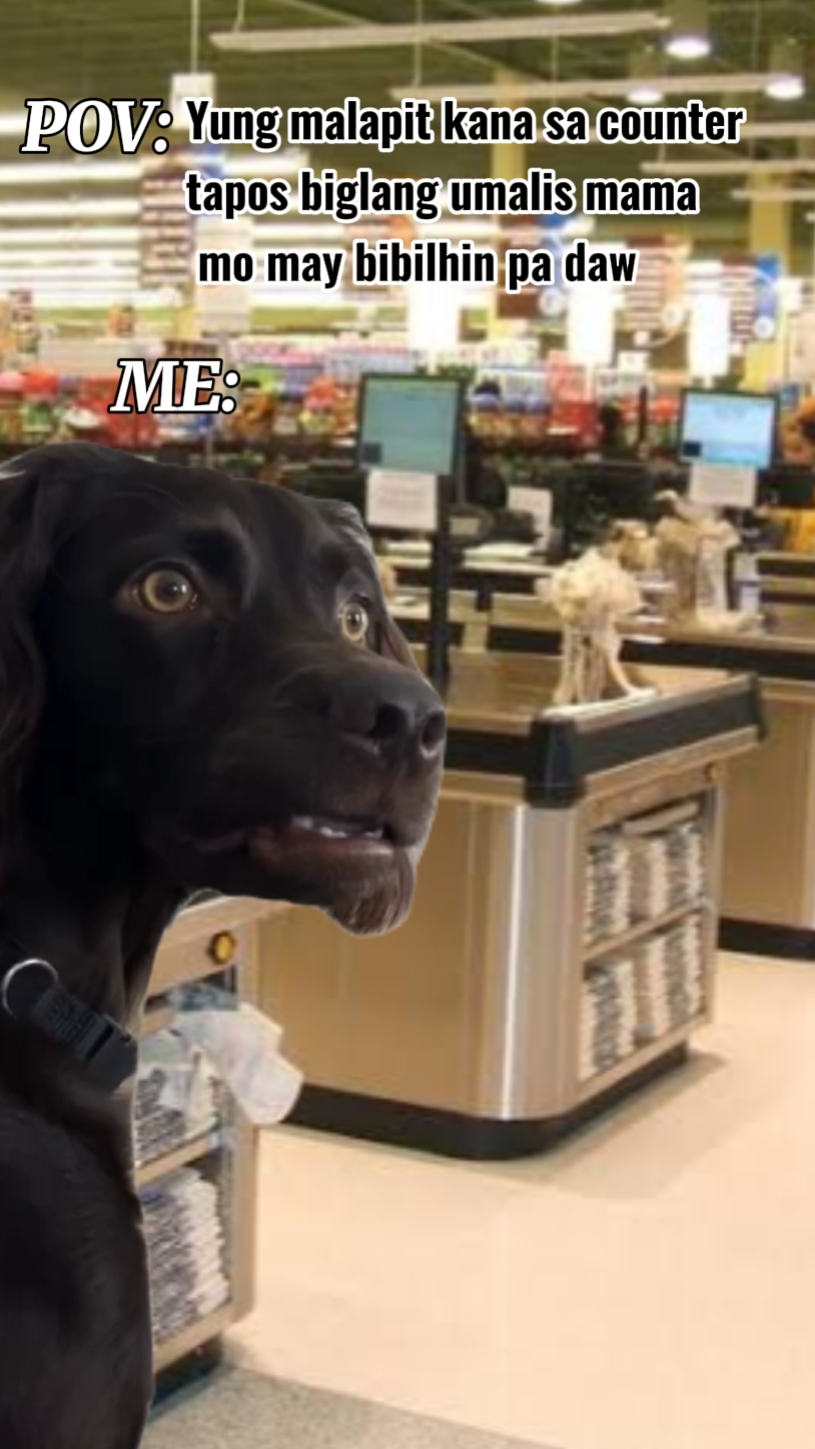 Cachorro preto engraçado