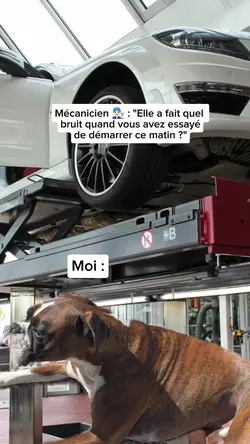 Chien au démarrage