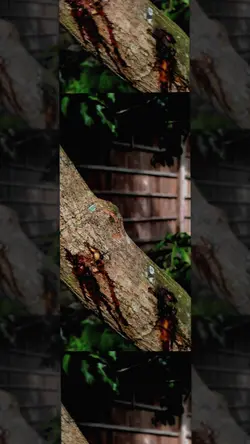 raindrop x wonderlan