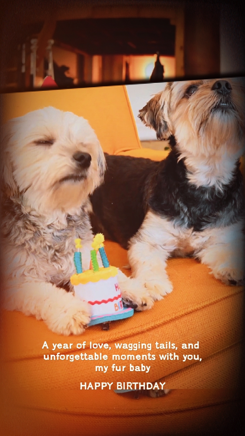 Perro de cumpleaños