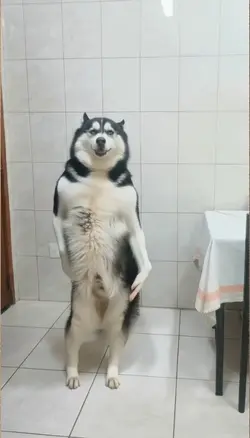 dancing dog 