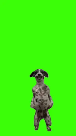 Cachorro.