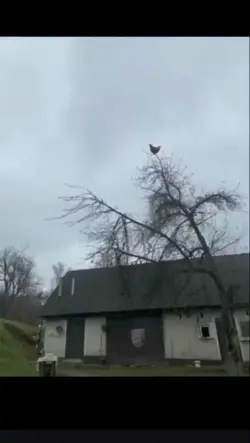 Screaming chicken 