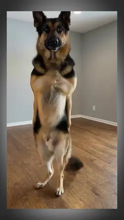 dancing dog