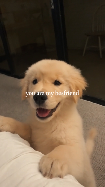 mutlu köpek günü