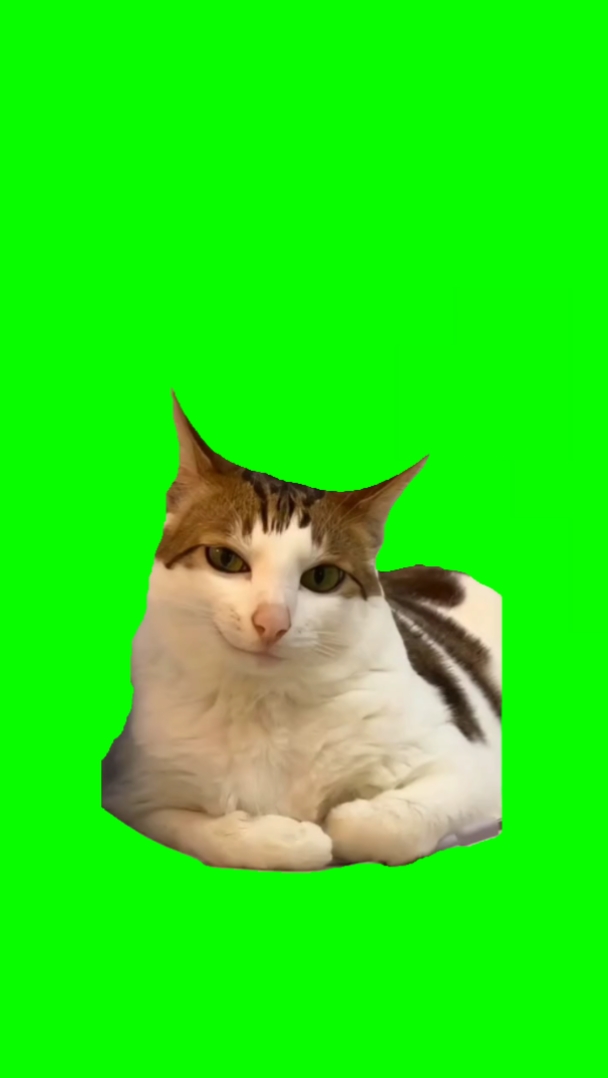 Cat is smiling