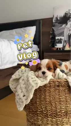 pet vlog 