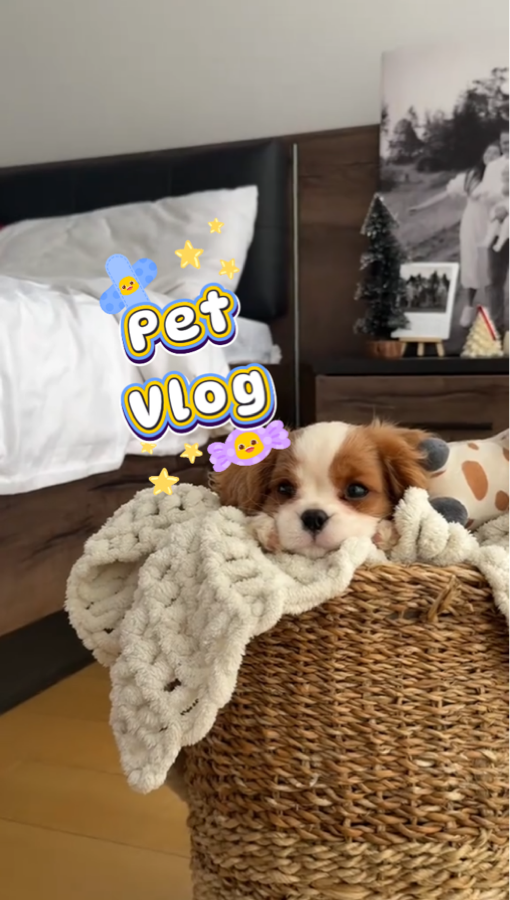 Vlog de mascotas 